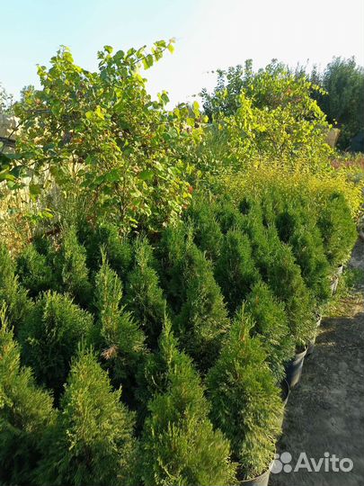 Туя смарагд