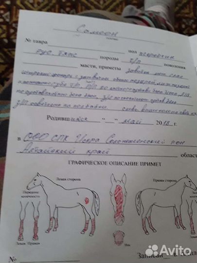 Жеребец тяжеловоз