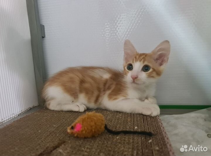 Котёнок Барон в добрые руки