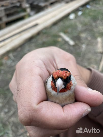 Птица щегол