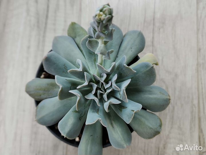 Суккуленты. Эхеверия топси турви