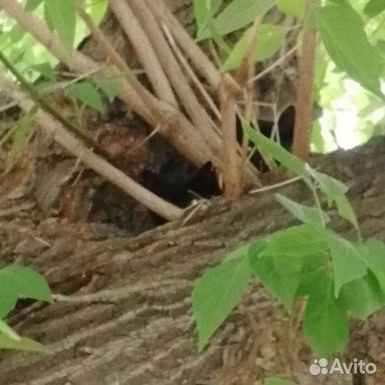 Кошечки бесплатно