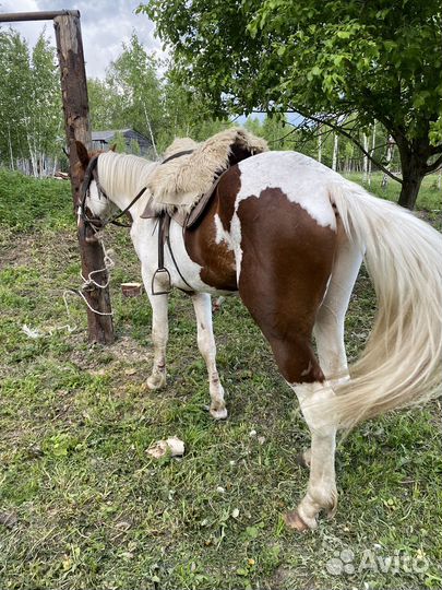 Жеребец 2,5 лет