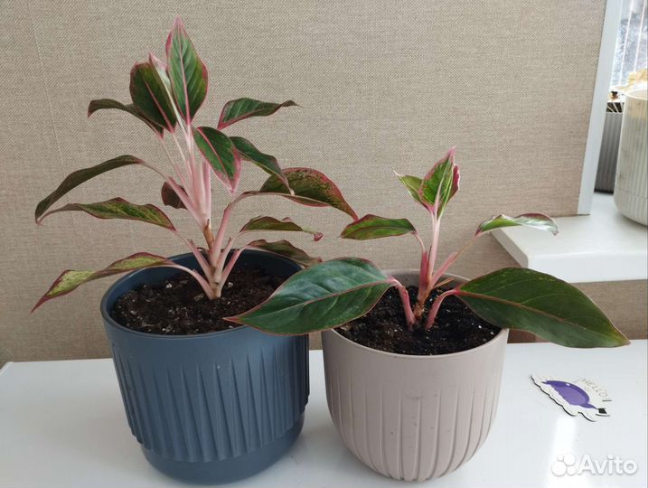 Комнатные цветы