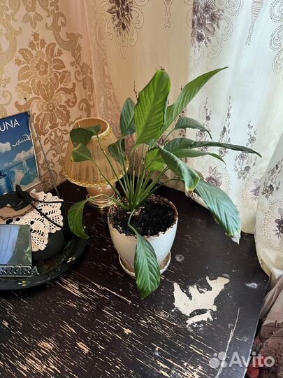 Спатифиллум, цветы в горшке