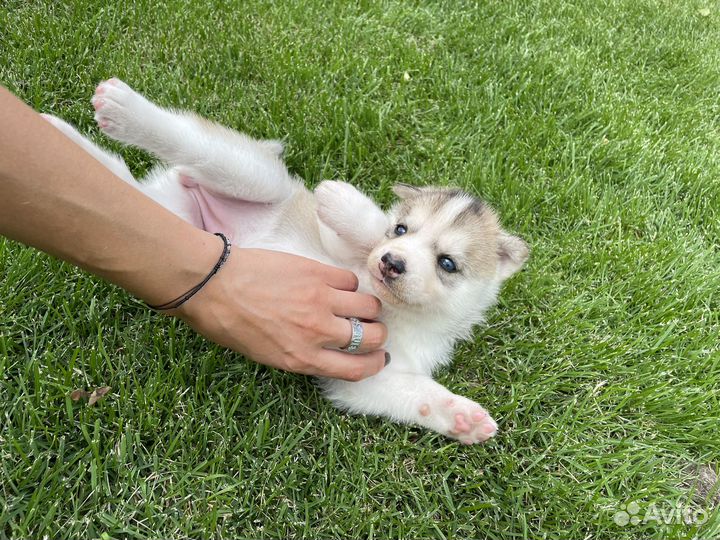 Щенки хаски