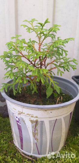 Саженцы туи