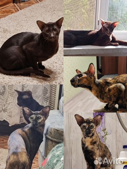 Ориентальные котята