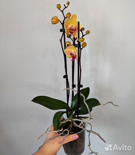 Орхидея фаленопсис голд d12/45 3 цветоноса