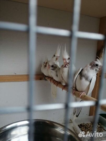 Попугай корелла безлицая(бесщекая)