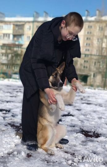 Кобель подросток