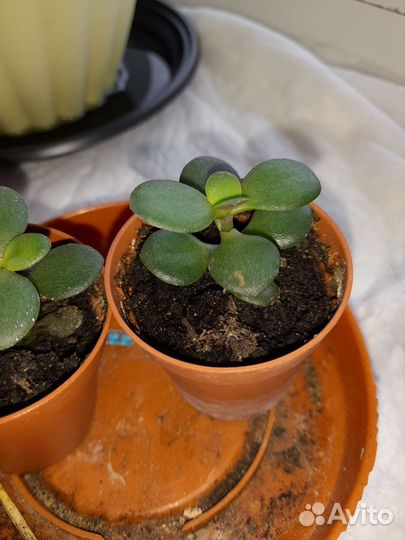 Толстянка. Денежное дерево