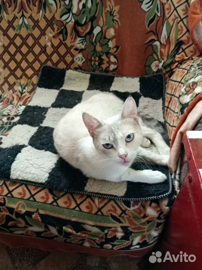 Кошечка в добрые руки