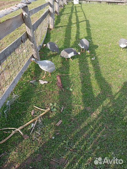 Цесарка (самец)