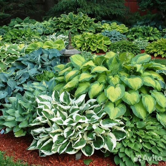 Многолетние садовые цветы