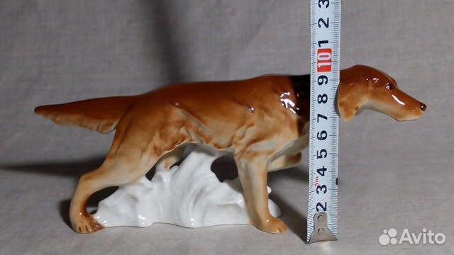 Охотничья собака «Ирландский сеттер» лфз