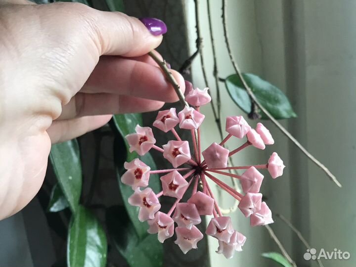 Хойя карноза