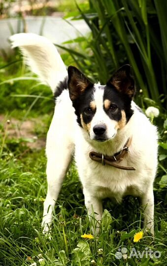 Собака улыбака