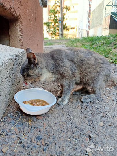 Бездомный котик