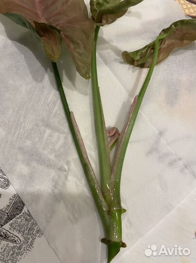 Сингониум неон