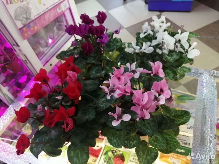 Комнатные растения