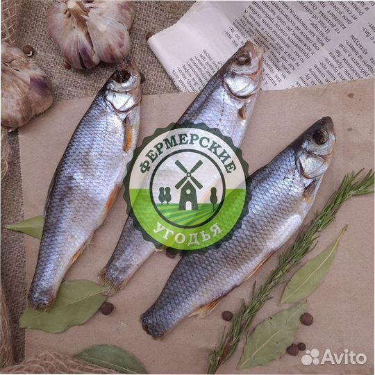 Рыба северная Язь Щука Щекур Мохтик Лещ Сырок