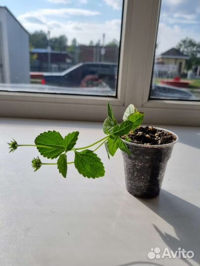 Лантана желтая