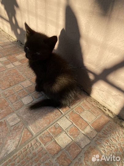 Котята в добрые руки даром