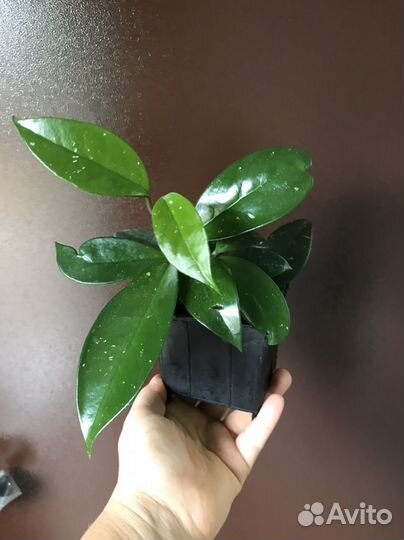 Пилея ливанская, хойя