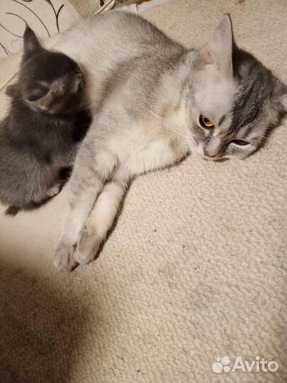 Отдам в добрые руки котят