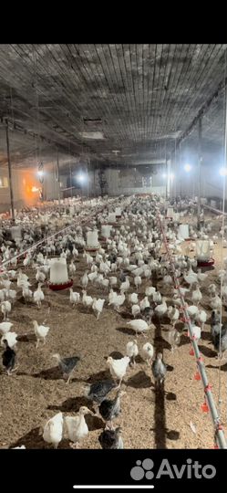 Индюки месячные