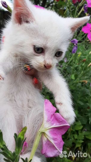 Котята