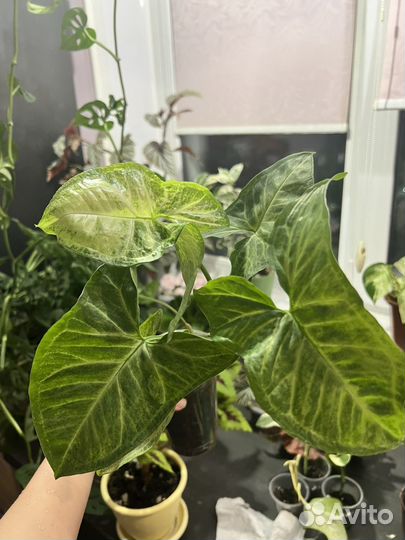 Сингониум white butterfly