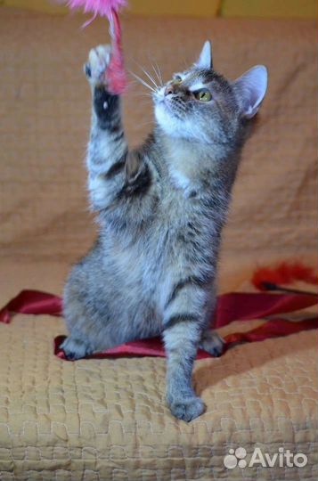 Кошка Леля ищет дом