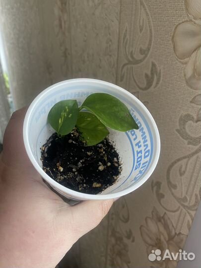 Эпипремнум