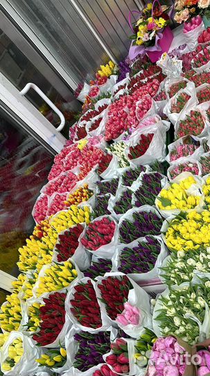 Букет Тюльпанов, Тюльпаны опт