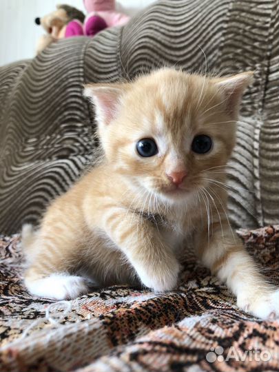 Котенок девочка в добрые руки