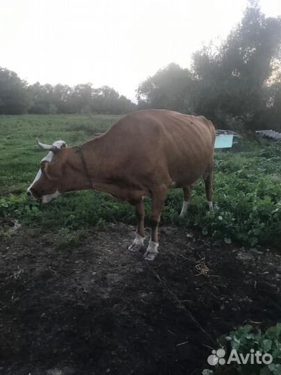 Корова дойная молочная