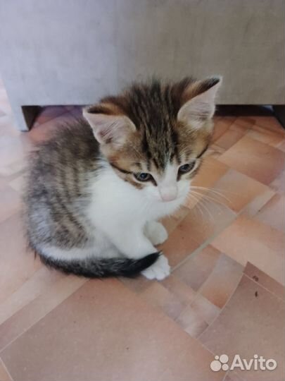 Отдам бесплатно