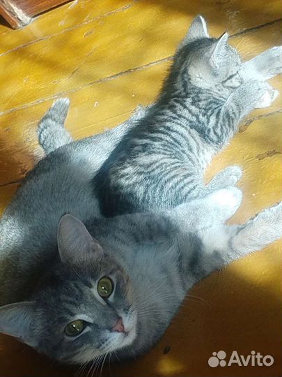 Котятки в добрые руки