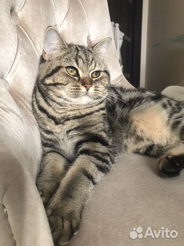 Британская кошка вязка