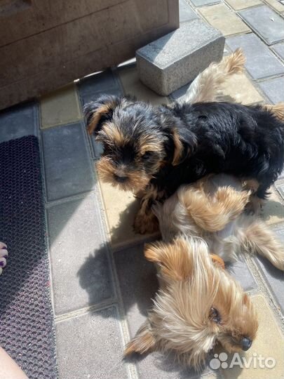 Йоркширский терьер