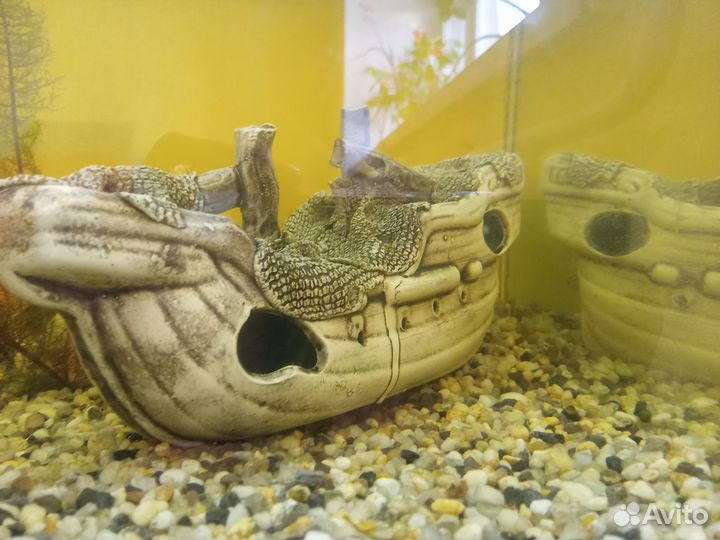 Аквариумные рыбки