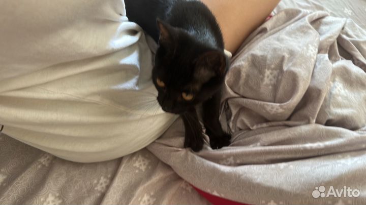 Котики бесплатно