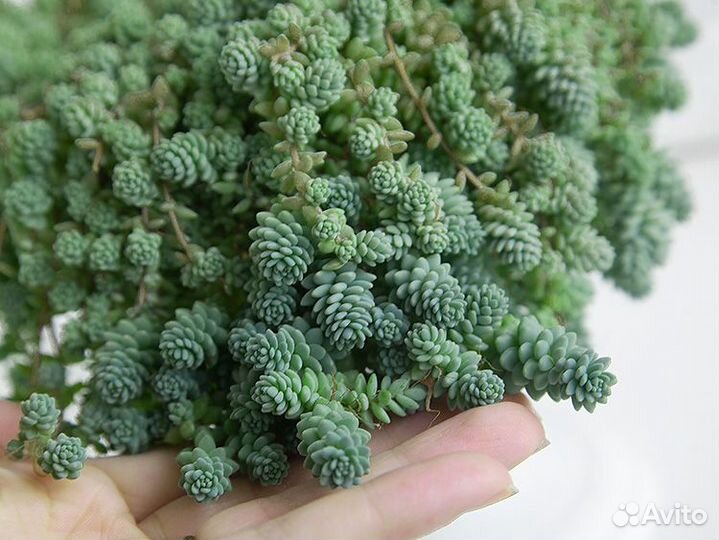 Очиток Седум Мажор