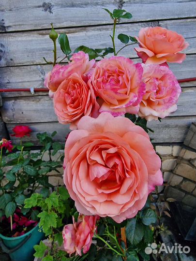 Роза премиум класса