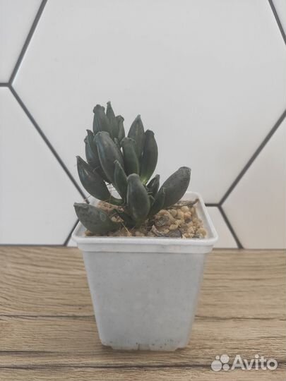 Адромискус