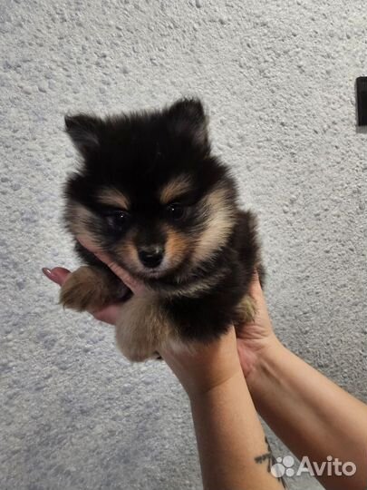 Щенок немецкого шпица