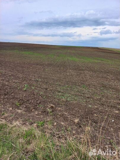 Сено люцерны