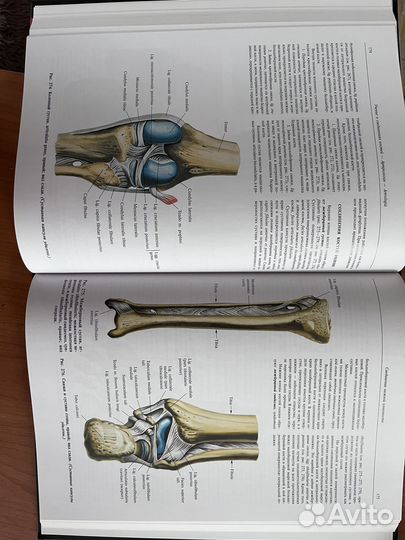 Атлас анатомии человека Синельников